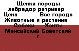 Щенки породы лабрадор ретривер › Цена ­ 8 000 - Все города Животные и растения » Собаки   . Ханты-Мансийский,Советский г.